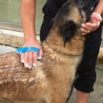 Pet Brushë për Larjen e Kafshëve Shtëpiake - Figura 4