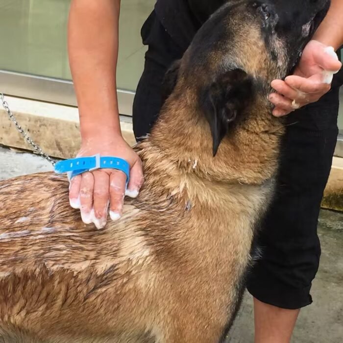 Pet Brushë për Larjen e Kafshëve Shtëpiake - Figura 4